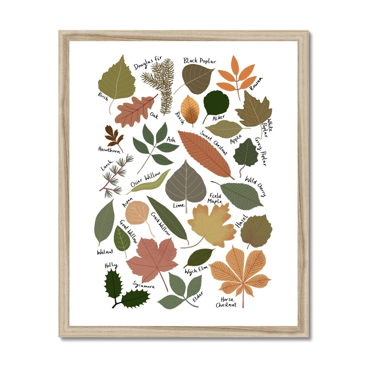 Leaf Chart / Framed Print