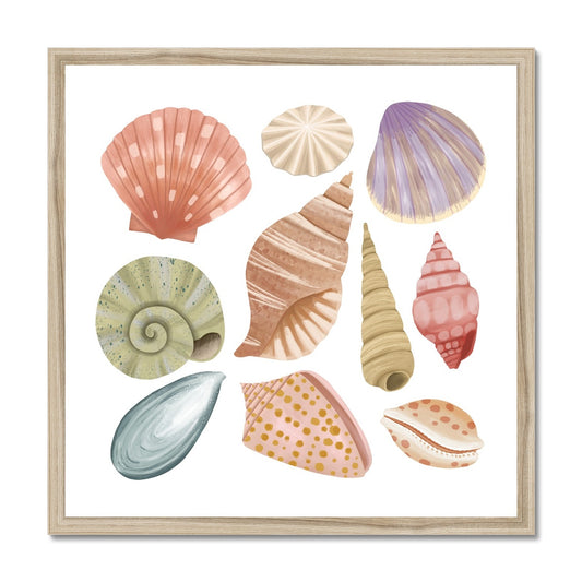 Shells / Framed Print