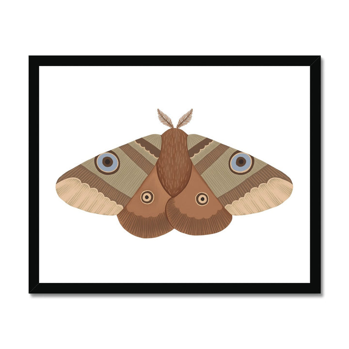 Moth / Framed Print