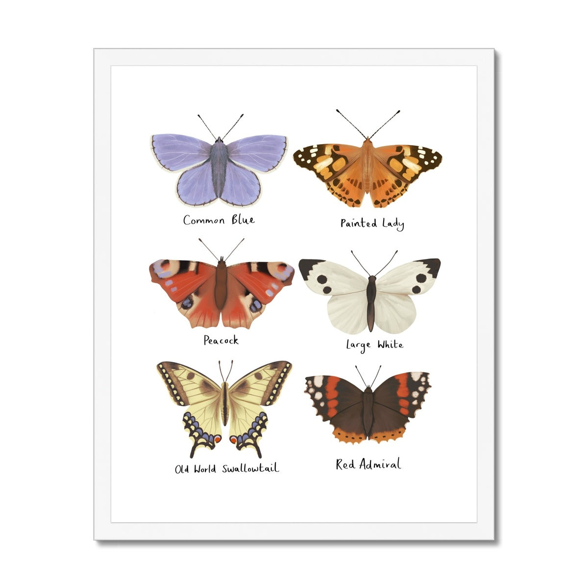 Butterflies / Framed Print