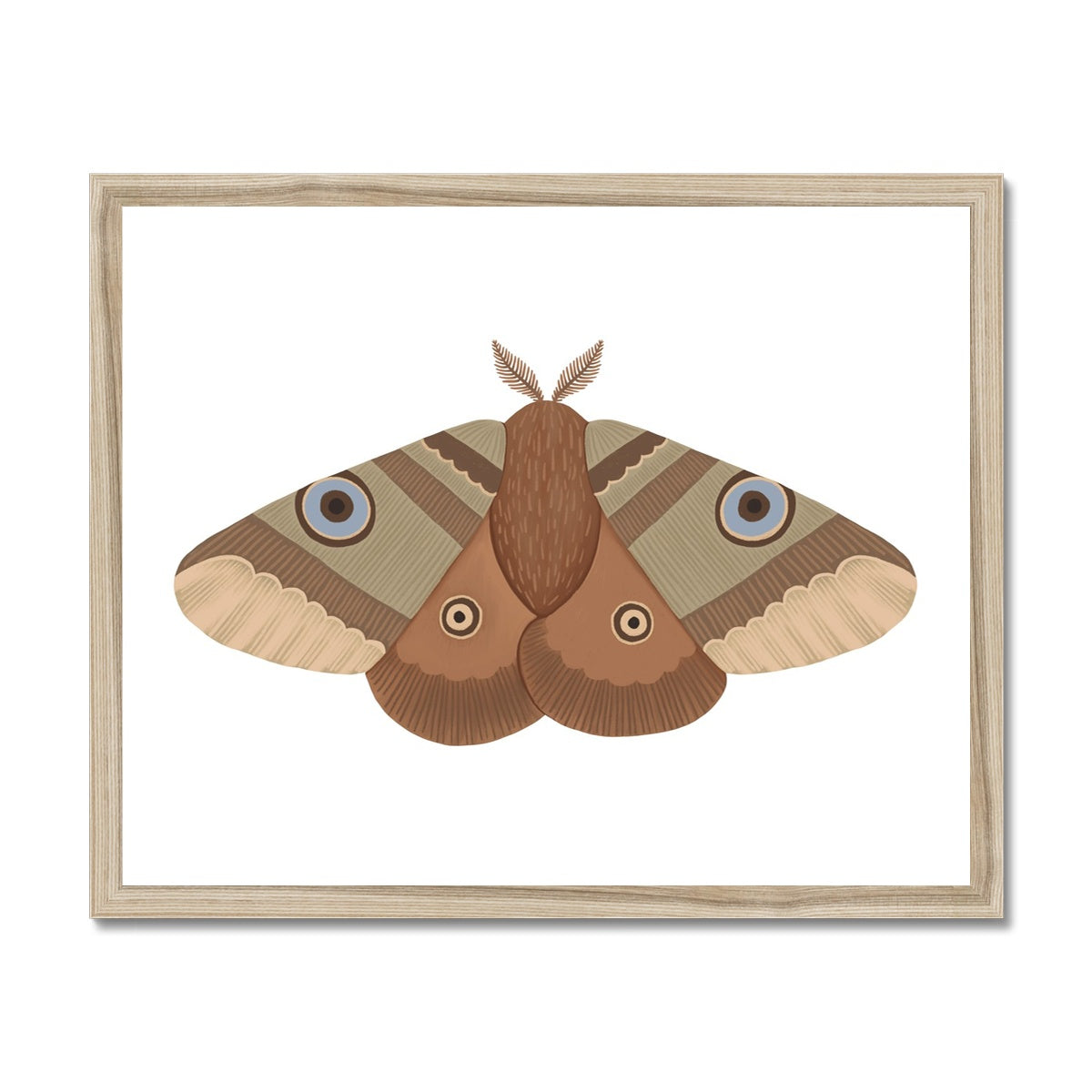 Moth / Framed Print