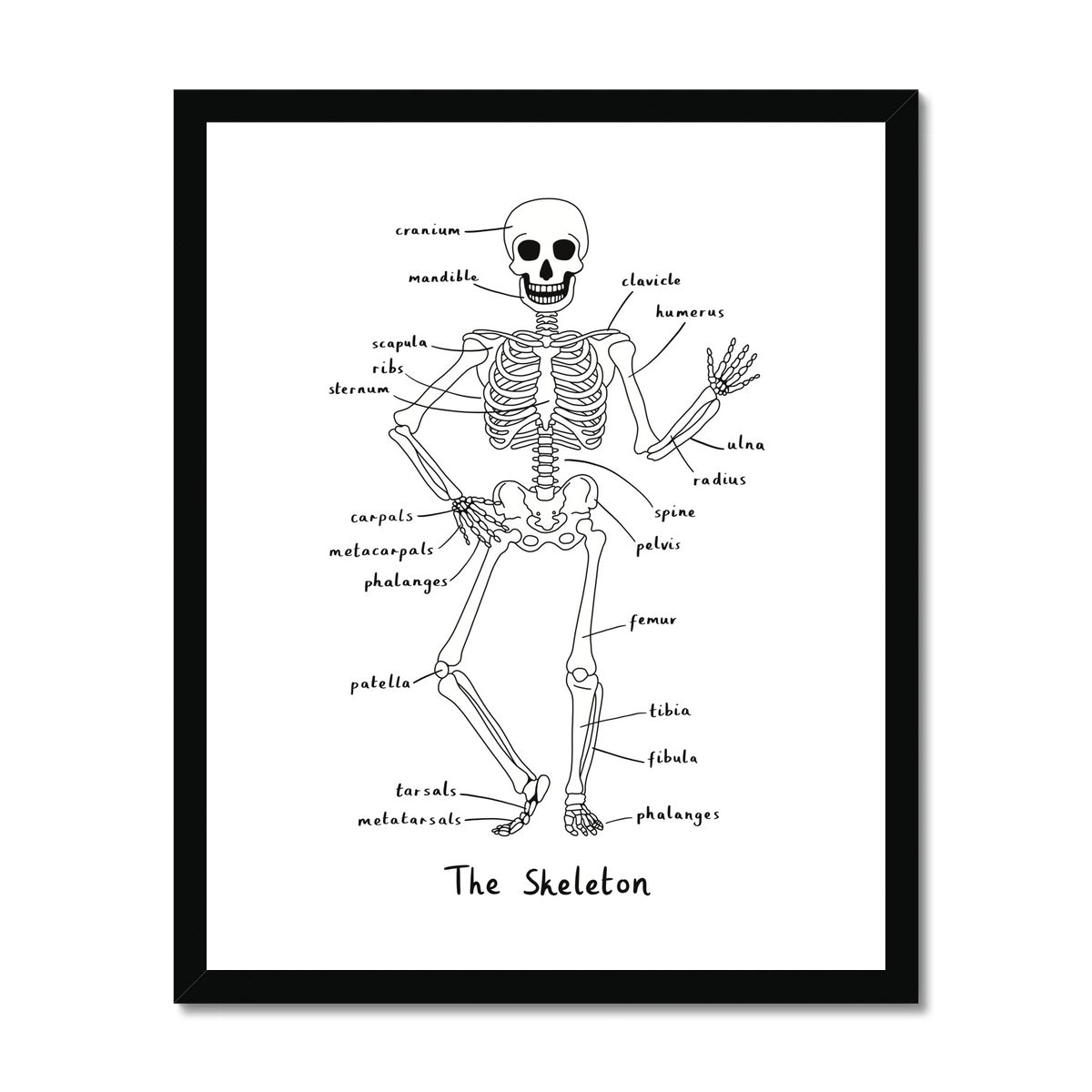 Skeleton in white / Framed Print