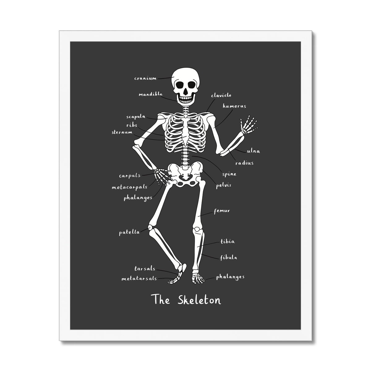 Skeleton in black / Framed Print