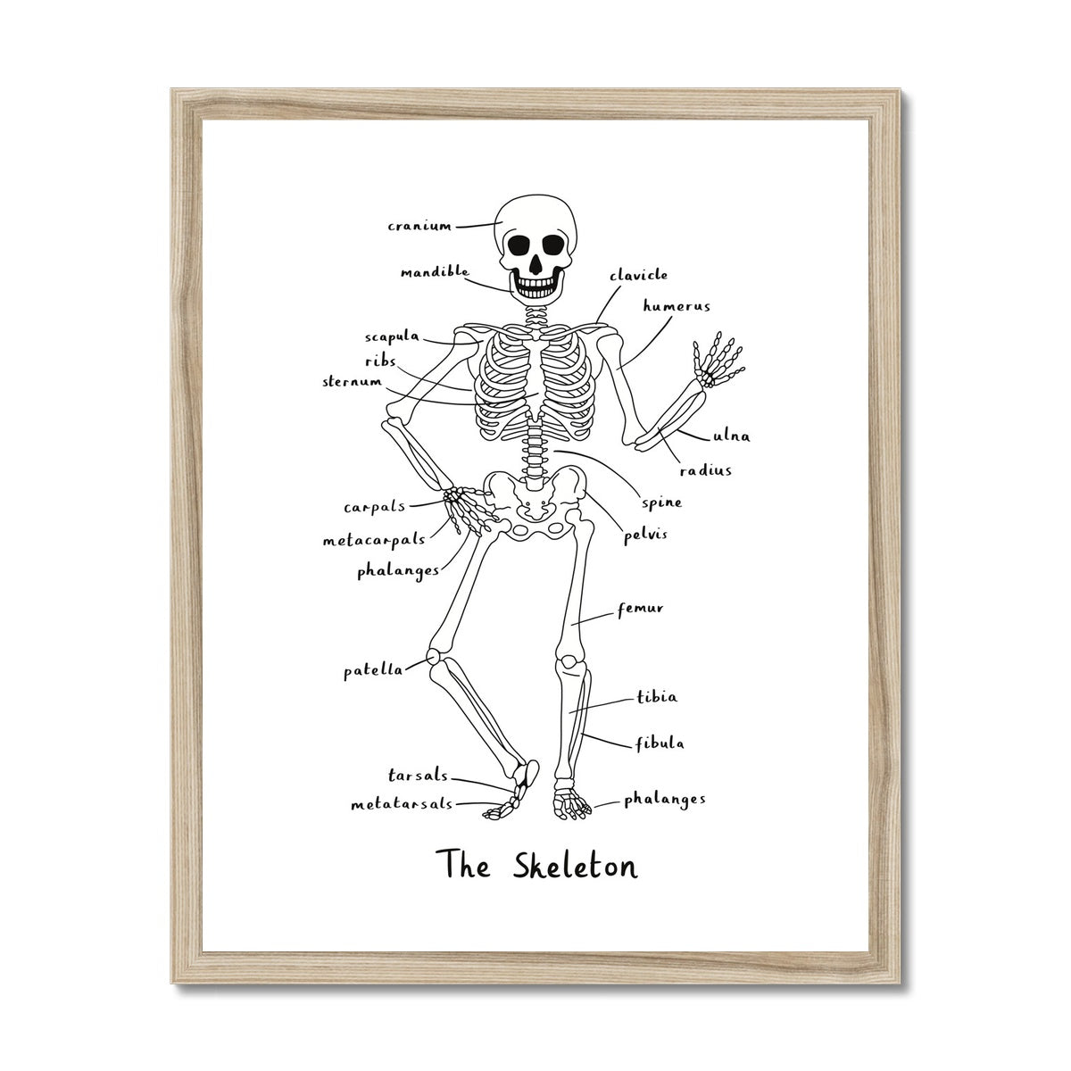 Skeleton in white / Framed Print