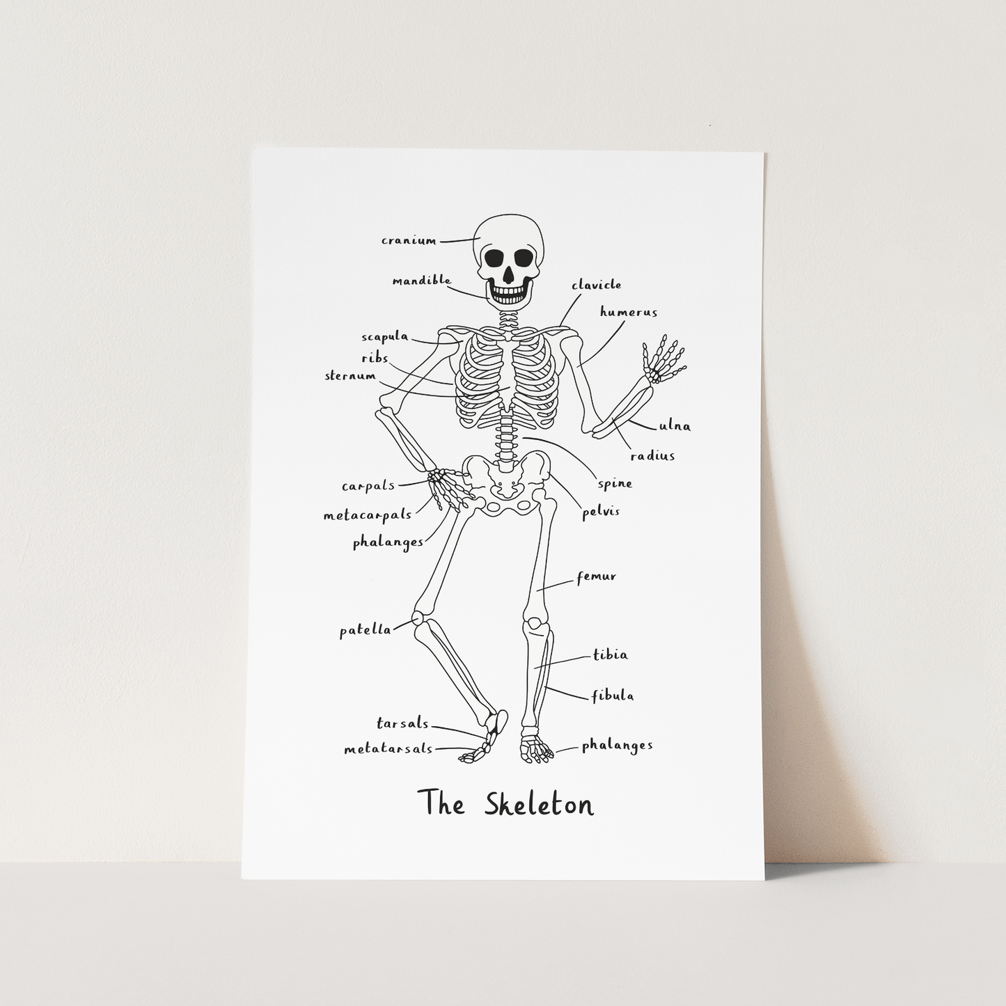 Skeleton in white / Fine Art Print