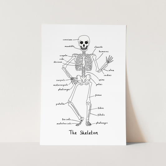 Skeleton in white / Fine Art Print